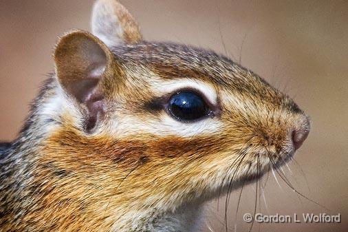 Chipmunk Closeup_53108.jpg - Eastern Chipmunk (Tamias striatus) photographed at Ottawa, Ontario - the capital of Canada.